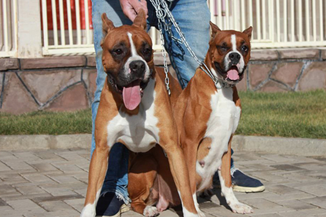 مولد نژاد باکسر نیروانا